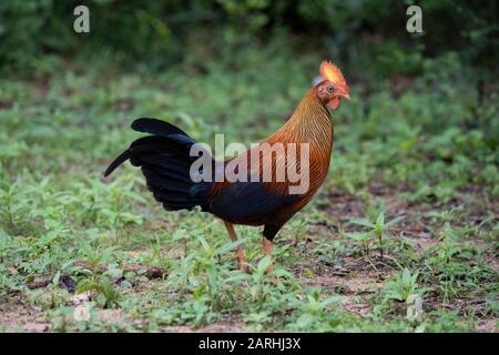 Sri Lankan (Ceylon) Junglefowl, Gallus lafayettii, dans l'habitat forestier, Réserve de Sinharaja, Sri Lanka, homme, Banque D'Images