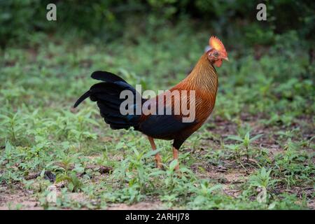 Sri Lankan (Ceylon) Junglefowl, Gallus lafayettii, dans l'habitat forestier, Réserve de Sinharaja, Sri Lanka, homme, Banque D'Images