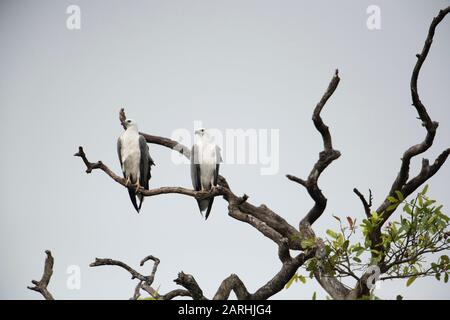 Aigle à Ventre blanc, Haliaetus leucogaster, lac Dambulla, paire perchée dans l'arbre, Sri Lanka, homme et femme Banque D'Images