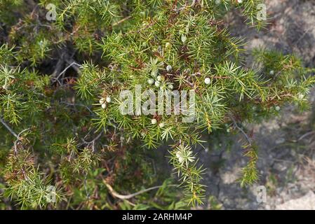 Près de la branche de l'arbuste Juniperus communis Banque D'Images