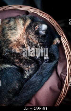 gros plan photo d'un joli chat de tortue dans un panier en osier Banque D'Images