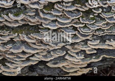 Dinde Champignon De Queue, Trametes Versicolor Banque D'Images