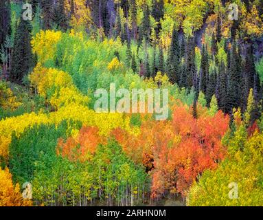 Rouge, jaune et vert dans un tremble de couleur Grove. Montagnes de San Juan, au Colorado. Banque D'Images