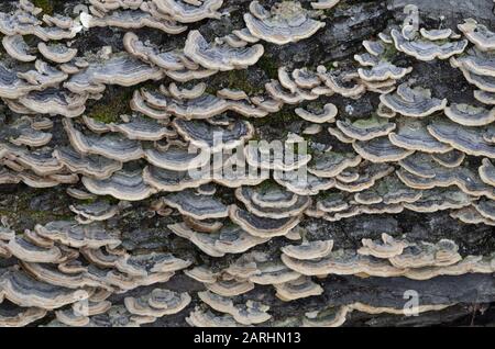 Dinde Champignon De Queue, Trametes Versicolor Banque D'Images