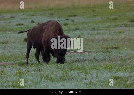 Un gros taureau de bison traverse une prairie verte qui est très intimidante dans le parc national de Custer, au Dakota du Sud. Banque D'Images
