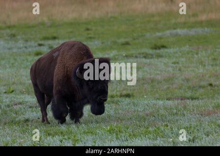 Un gros taureau de bison traverse une prairie verte qui est très intimidante dans le parc national de Custer, au Dakota du Sud. Banque D'Images