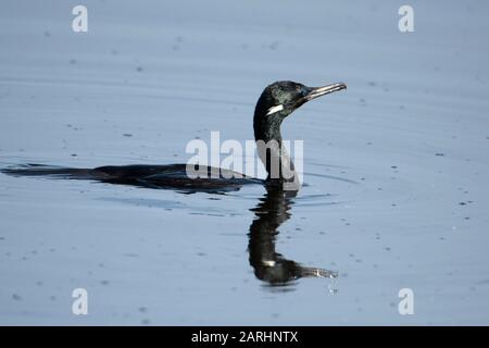 Little Cormorant, Microcarbo niger, baignade dans l'eau, zones humides Ramsar, Sri Lanka Banque D'Images