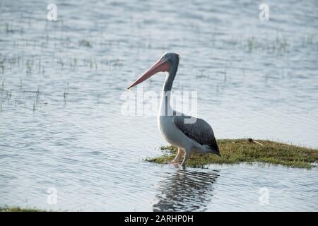 Grand pélican blanc, Pelecanus onocrotalus, passage à gué dans l'eau, debout, parc national du Yala, Sri Lanka Banque D'Images