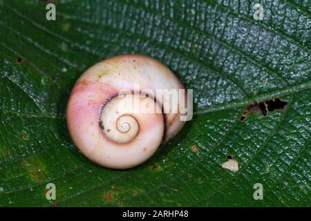 Giant Land Snail, Acavus Phoenix, Site Du Patrimoine Mondial De Sinharaja, Sri Lanka, Banque D'Images