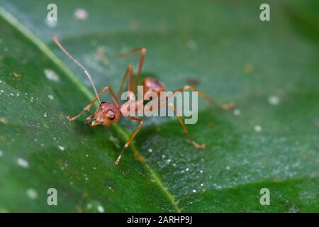 Weaver Ant, Oecophylla smaragdina, site du patrimoine mondial de Sinharaja, Sri Lanka, un arbre vert ant ou un gaster orange. Espèces de fourmis arboricole trouvées dans le tropique Banque D'Images