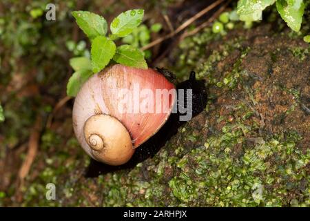 Escargot de terre géante, Acavus phoenix, site du patrimoine mondial de Sinharaja, Sri Lanka, montrant escargot sur le tronc d'arbre dans la jungle Banque D'Images