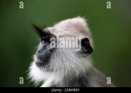 Gris langue tuftée, Semnopithecus priam, gros plan, portrait, Kumana Ramsar Wetland Cluster, Sri Lanka Banque D'Images
