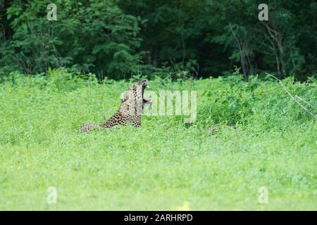 Léopard installé dans une grande zone d'herbe, en ébarrant Panthera pardus, Yala National Park, Sri Lanka Banque D'Images