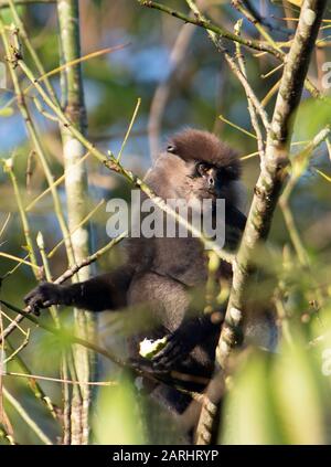 Langur à Face violette, Semnopithecus vetulus, site du patrimoine mondial de Sinharaja, Sri Lanka, également connu sous le nom de singe feuille à face violette, haut dans l'arbre, fin Banque D'Images