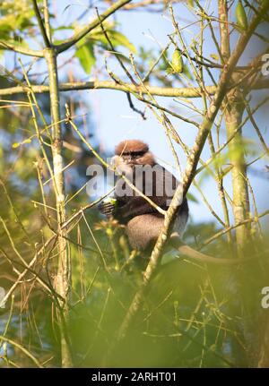 Langur à Face violette, Semnopithecus vetulus, site du patrimoine mondial de Sinharaja, Sri Lanka, également connu sous le nom de singe feuille à face violette, haut dans l'arbre, fin Banque D'Images