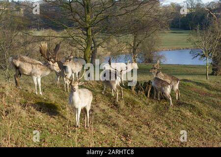 Petit troupeau de cerfs de jachère Stags avec de grands Antlers debout sur un Grassy Mound dans le domaine de Ripley Castle, North Yorkshire, Angleterre, Royaume-Uni. Banque D'Images