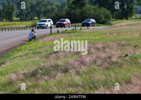 Plusieurs chiens de prarie sont à l'extérieur et dans la grande herbe tandis que les gens s'arrêtent sur la route pour prendre leur photo à l'entrée de la tour de Devils Monu National Banque D'Images