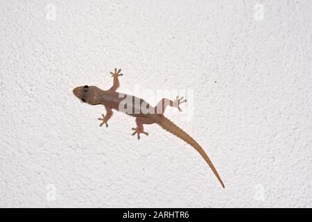 Asian House Gecko, Hemidactylus frenatus, au mur, Sri Lanka Banque D'Images