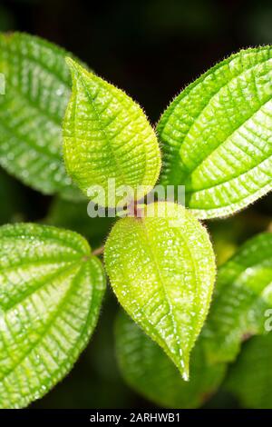 Gros plan sur les feuilles de Dichaetanthera cordifolia, site du patrimoine mondial de Sinharaja, Sri Lanka, plante hôte pour Giraffe Necked Weevil, Trachelophore giraff Banque D'Images