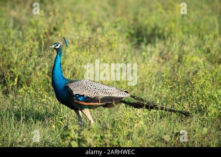 Peafhibou indien, Pavo cristatus, zones humides de Ramsar, Sri Lanka, paon mâle, Banque D'Images