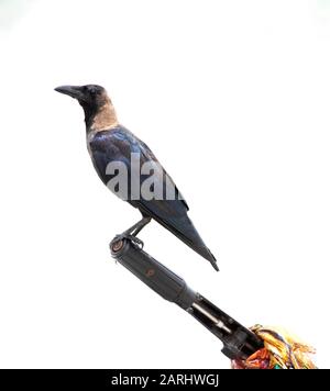 House Crow, Corvus Splendens, perché sur des bateaux de pêche sur la plage, de la nourriture, Pasikuda Beach, Sri Lanka Banque D'Images