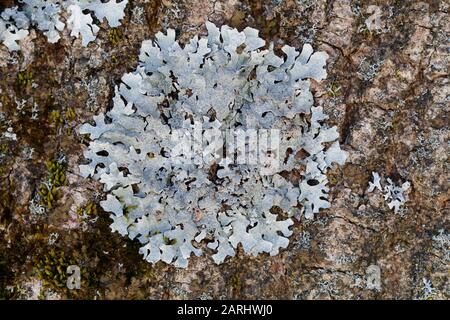 Parmelia Sulcata, Lichen Blindé Banque D'Images