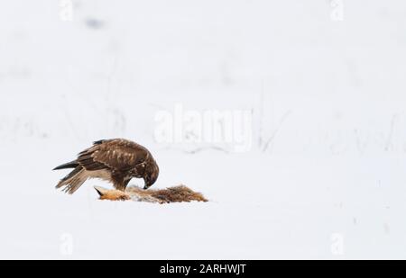 Buzzard commun, Buteo Buteo, dans la neige avec renard mort Banque D'Images