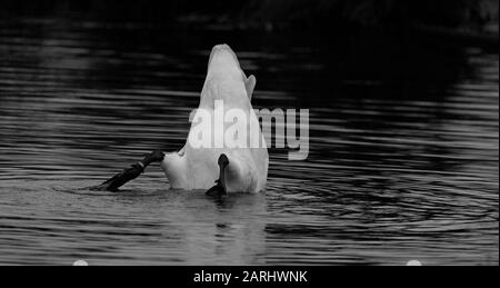 tête de cygne trompettes sous l'eau Banque D'Images