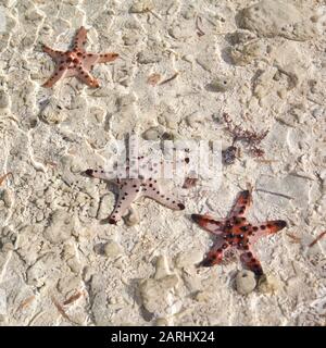 Des étoiles de mer colorées étonnantes se trouvent près de la plage de sable blanc. Belle étoile rouge dans l'eau cristalline de l'océan, concept de voyage sur la plage tropicale de poissons de mer, Bohol, Philippines. Banque D'Images