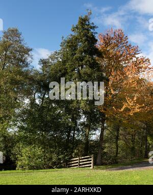 Arbres de Riverside en automne Banque D'Images