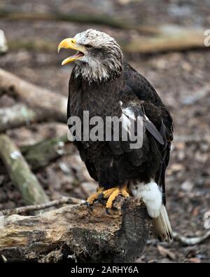 Bald Eagle juveile oiseau vue rapprochée perchée sur un journal avec bec ouvert, affichant des plumes, une tête blanche, des yeux, des tatons, un plumage, dans son capitundi Banque D'Images