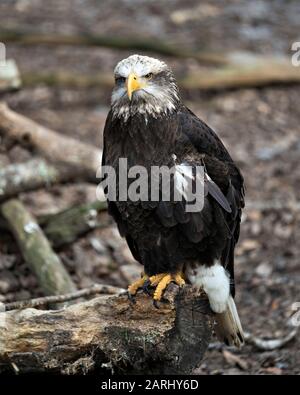 Bald Eagle juveile oiseau vue rapprochée perchée sur un journal, affichant des plumes, une tête blanche, un oeil, un bec, des tatons, un plumage, dans ses environs et en Banque D'Images