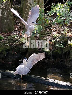 Les oiseaux adultes Heron de nuit à couronne noire qui survolent l'eau et affichent des ailes de propagation, un plumage, des plumes, une tête, un bec, un oeil, des pieds dans leurs environs et Banque D'Images