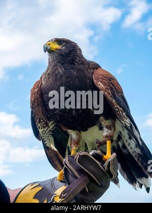 Le miel est un Harris Hawk dans le domaine d'un hôtel de luxe à Funchal Madeira Portugal. Il est formé pour faire peur des pigeons feraux et des mouettes tous les matins Banque D'Images