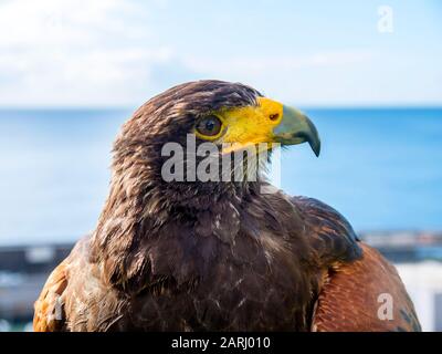 Le miel est un Harris Hawk dans le domaine d'un hôtel de luxe à Funchal Madeira Portugal. Il est formé pour faire peur des pigeons feraux et des mouettes tous les matins Banque D'Images