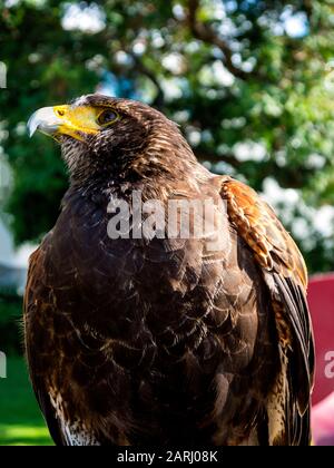 Le miel est un Harris Hawk dans le domaine d'un hôtel de luxe à Funchal Madeira Portugal. Il est formé pour faire peur des pigeons feraux et des mouettes tous les matins Banque D'Images