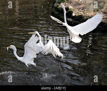 Vue rapprochée des grands oiseaux de l'Egret blanc qui survolent l'eau avec des ailes de propagation avec un fond d'eau et un oiseau avec un poisson dans son bec, l'affiche Banque D'Images