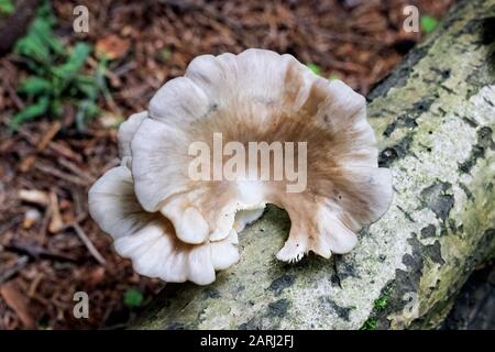 Gros champignons bruns sur un tronc d'arbre gros plan Banque D'Images