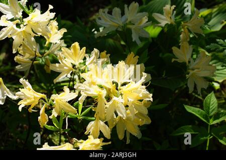 Azalea japonais avec des fleurs jaunes dans le jardin, à l'extérieur. Banque D'Images