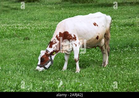 Vache blanche avec taches rouges sur un pré vert gros plan Banque D'Images