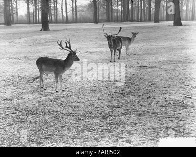 Cerf dans la neige Date : 24 janvier 1952 mots clés : neige Banque D'Images