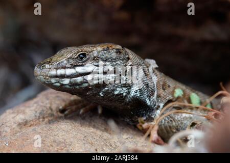 Le lézard atlantique (Gallotia atlantica) est une espèce de lézards de la famille des Lacertidae. Il est endémique à l'est des îles Canaries Banque D'Images