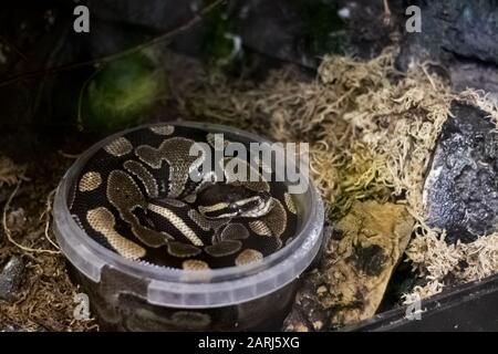 Un grand serpent gris courbé dans un récipient en plastique se rapprochez Banque D'Images