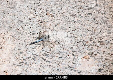 Dragonfly assis sur les pierres de gros plan, espace de copie Banque D'Images