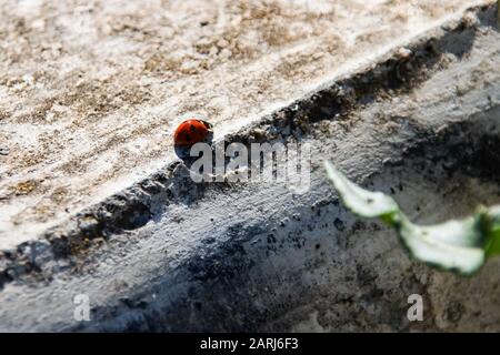 Coccinelle de coccinelle sur un pavé de béton gros plan, espace de copie Banque D'Images