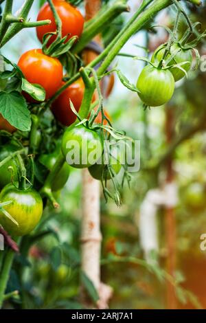 Tomates en serre. Concept de culture végétale Banque D'Images
