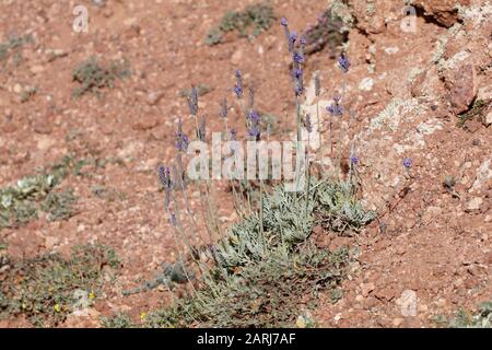 Lavandula Pinnata Fernleaf Lavender Sur Lanzarote, Îles Canaries Banque D'Images