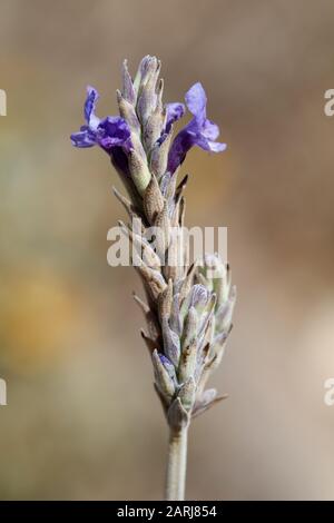 Lavandula Pinnata Fernleaf Lavender Sur Lanzarote, Îles Canaries Banque D'Images