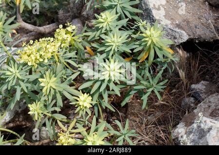 Euphorbia regis-jubae Milky Spurge, sur Lanzarote, îles Canaries Banque D'Images