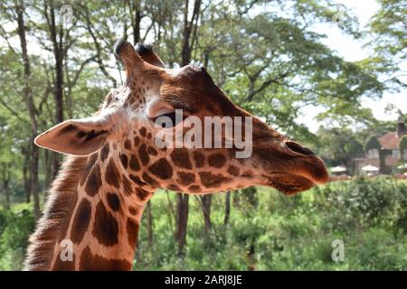 Vue rapprochée et latérale de la tête de la girafe de maasai prise au niveau des yeux Banque D'Images